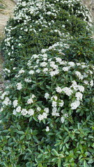 Evergreen Snowball Viburnum