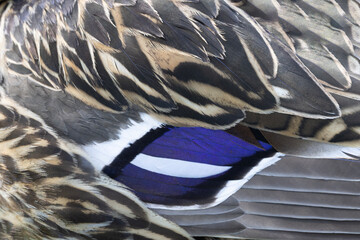 Plumage detail background of distinctive purple speculum patch on mallard duck wing feathers is background of natural patterns and texture