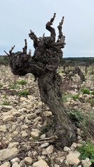 Grapevine wine in a vineyard