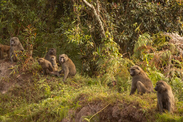 Olive baboons (Papio anubis) observed in the wild savannah landscape of Uganda, showcasing their complex social behavior and adaptive foraging in their natural habitat.