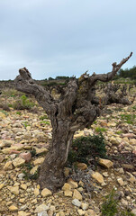 Grapevine wine in a vineyard