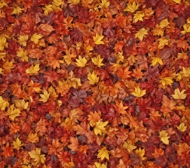 Brightly colored autumn leaves spread, ample copy space above, overhead, illustration