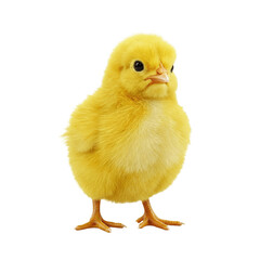 Obraz premium baby chicken isolated on white, Chicks on transparent background.
