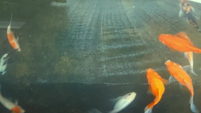 Koi fish swimming in the fish pond, colorful fish