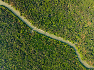 Top-Down Drone View of a Narrow River Flowing Through the Sundarbans Mangrove Forest in Khulna, Bangladesh