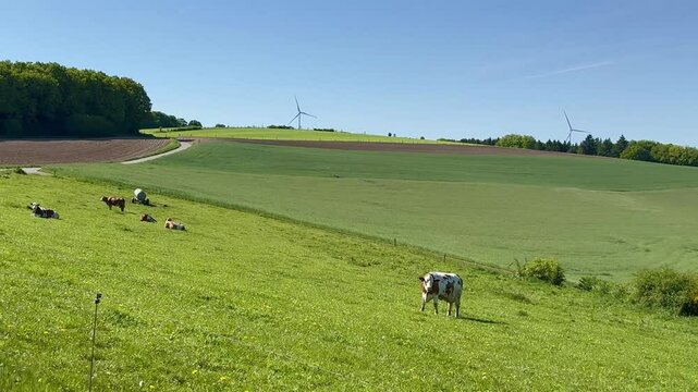Meadow and hills with a herd of cows and a country road in the background on a sunny day in Luxembourg