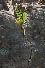 Tenacious plant grows in rock crevice of rugged Chiricahua Mountains symbolizing how nature finds a way to life in challenging environments