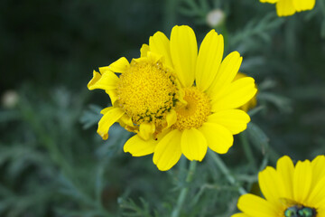 Bright Yellow Crown Daisy, Close-up of a Bright yellow crown daisy flower, blooming in nature, Close-up shot of beautiful yellow Crown Daisy flower (Chrysanthemum coronarium), Crown Daisy,