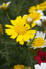 Bright Yellow Crown Daisy, Close-up of a Bright yellow crown daisy flower, blooming in nature, Close-up shot of beautiful yellow Crown Daisy flower (Chrysanthemum coronarium), Crown Daisy,