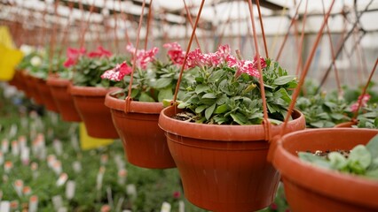 Petunias blooming vibrantly in hanging pots within a greenhouse nursery, showcasing an array of colors and ready for retail sale