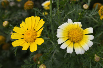 Bright Yellow Crown Daisy, Close-up of a Bright yellow crown daisy flower, blooming in nature,...