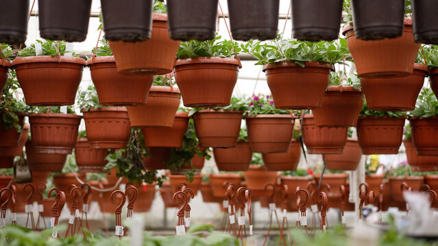 Rows of terracotta flower pots filled with vibrant plants hanging in a greenhouse nursery, showcasing colorful blooms ready for sale