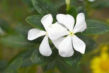 Close-up view of White madagascar periwinkle, The scientific name is Catharanthus roseus, White...