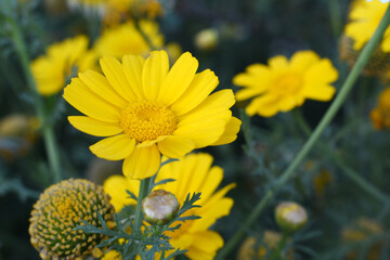 Bright Yellow Crown Daisy, Close-up of a Bright yellow crown daisy flower, blooming in nature,...