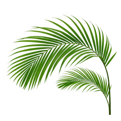 Obraz premium A feathery green areca palm frond with multiple slender leaflets on both sides of a central stem, tropical style, isolated on a transparent background, full botanical detail.