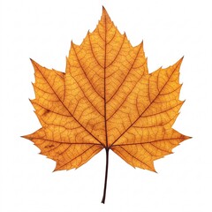 Obraz premium Orange maple leaf isolated on white background. Autumn foliage close-up