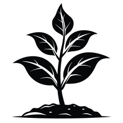 Black seedling with veins rises from the rich soil towards bright sunlight