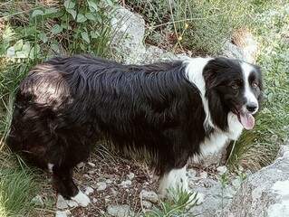 Black and white border collie sitting on a rock in the forest