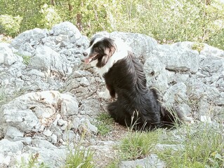 black and white goat