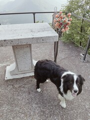 border collie puppy
