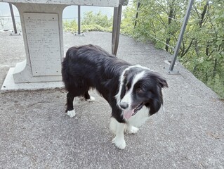 border collie dog
