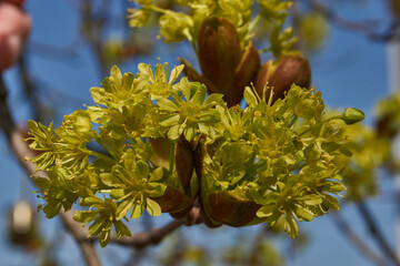 The flower buds of the holly maple are blooming (lat. Acer platanoides). Holly maple is a woody...
