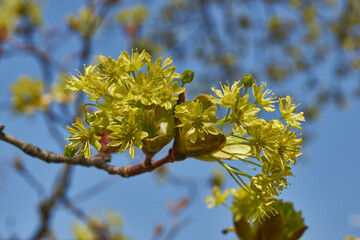 The flower buds of the holly maple are blooming (lat. Acer platanoides). Holly maple is a woody...