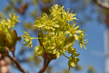 The flower buds of the holly maple are blooming (lat. Acer platanoides). Holly maple is a woody plant species of the genus Maple (Acer) of the Sapindaceae family.