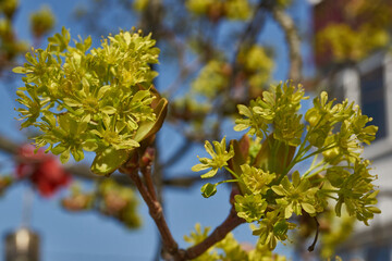 The flower buds of the holly maple are blooming (lat. Acer platanoides). Holly maple is a woody plant species of the genus Maple (Acer) of the Sapindaceae family.