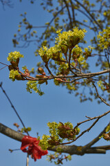 The flower buds of the holly maple are blooming (lat. Acer platanoides). Holly maple is a woody...