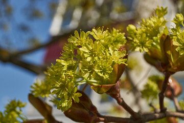 The flower buds of the holly maple are blooming (lat. Acer platanoides). Holly maple is a woody plant species of the genus Maple (Acer) of the Sapindaceae family.