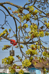 The flower buds of the holly maple are blooming (lat. Acer platanoides). Holly maple is a woody...