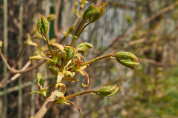 From the leaf buds of the holly maple (Lat. Acer platanoides) the leaves unfolded. Holly maple, or sycamore maple is a woody plant a species of the genus Maple (Acer) of the Sapindaceae family.