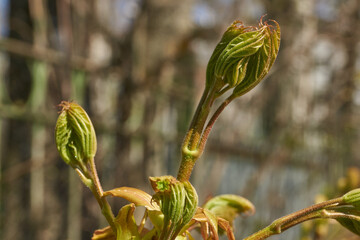 From the leaf buds of the holly maple (Lat. Acer platanoides) the leaves unfolded. Holly maple, or...