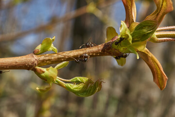 Symbiosis of ants and aphids. The ant tickles the aphid with its antennae, and it secretes a drop...