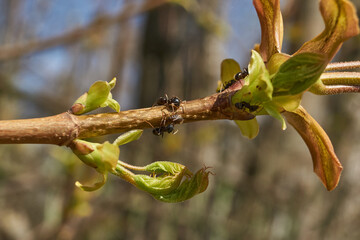 Symbiosis of ants and aphids. The ant tickles the aphid with its antennae, and it secretes a drop...