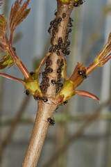 Symbiosis of ants and aphids. The ant tickles the aphid with its antennae, and it secretes a drop...