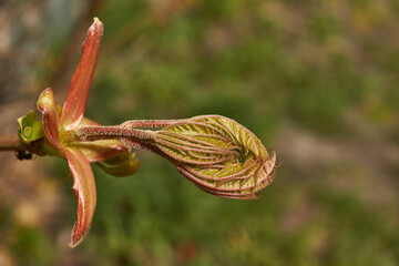 From the leaf buds of the holly maple (Lat. Acer platanoides) the leaves unfolded. Holly maple, or...