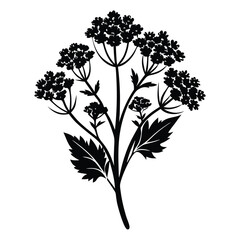 Detailed silhouette shows flowering hemlock plant with leaves and intricate flower clusters