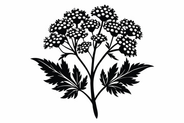 Black valerian silhouette displays clustered inflorescence and pinnate leaves in a contrasting botanical artwork
