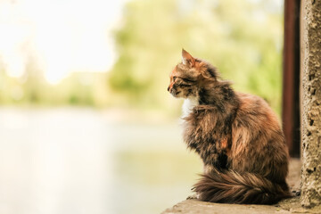 beautiful cat with long fluffy fur