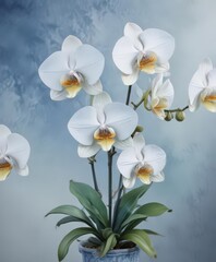 Intricate watercolor painting of Philippine Phalaenopsis orchids against a serene blue wash , color, detail, beauty