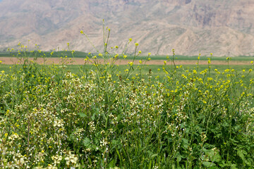Rugged mountains cradle a vibrant sea of wildflowers—nature’s untamed canvas of serene beauty.