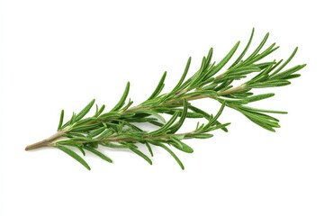 Fototapeta premium Fresh sprig of rosemary isolated on white.