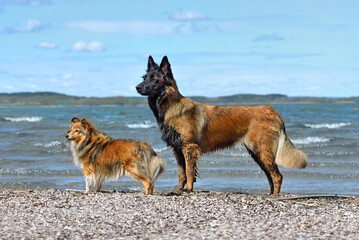 Two dogs standing on ocean beach