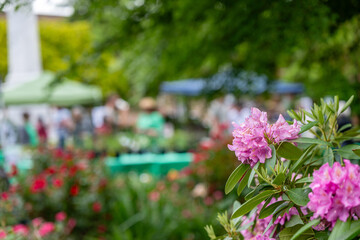 rhododendron blooming in market