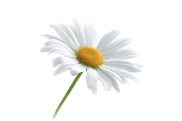 Naklejka premium Single white daisy on white background. Purity, peace, serenity.