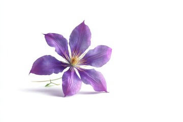 Single purple clematis flower isolated on white background.