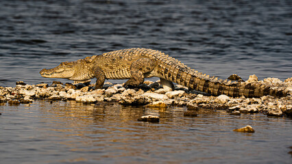 Mugger Crocodile on the bank of the Chambal River in Uttar Pradesh, India