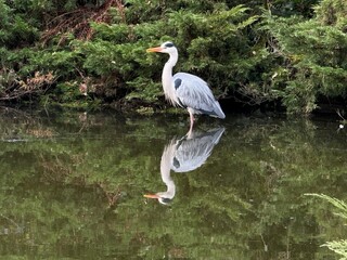 Ardea cinerea. Grey heron on the lake 
